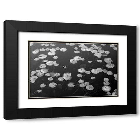 WA-Phantom Lake-Lilly Pads Black Modern Wood Framed Art Print with Double Matting by Wild, Jamie and Judy