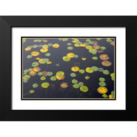 WA-Phantom Lake-Lilly Pads Black Modern Wood Framed Art Print with Double Matting by Wild, Jamie and Judy