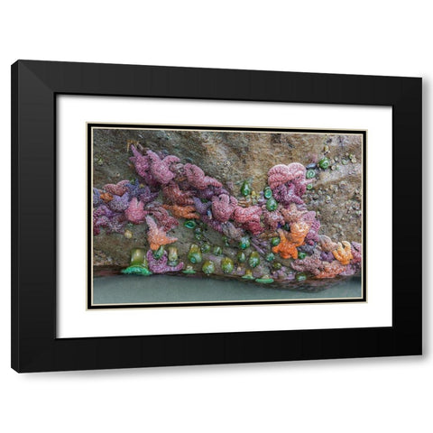 WA-Olympic National Park-Second Beach-Ochre Sear Stars and Giant Green Anemones Black Modern Wood Framed Art Print with Double Matting by Wild, Jamie and Judy