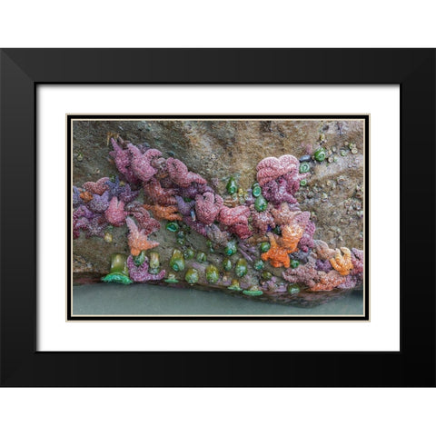 WA-Olympic National Park-Second Beach-Ochre Sear Stars and Giant Green Anemones Black Modern Wood Framed Art Print with Double Matting by Wild, Jamie and Judy