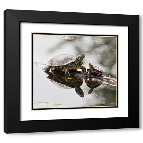 Washington State-Lake Washington Painted turtles on log Black Modern Wood Framed Art Print with Double Matting by Wild, Jamie and Judy
