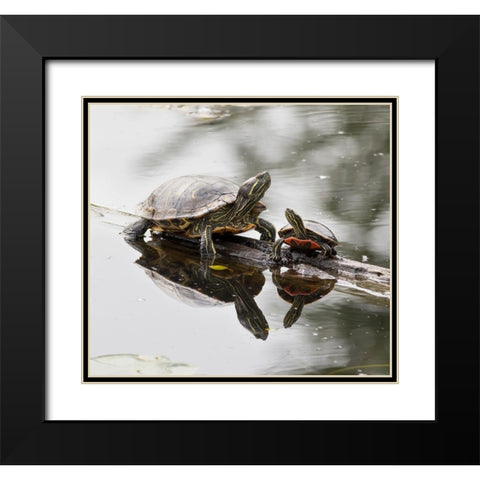Washington State-Lake Washington Painted turtles on log Black Modern Wood Framed Art Print with Double Matting by Wild, Jamie and Judy
