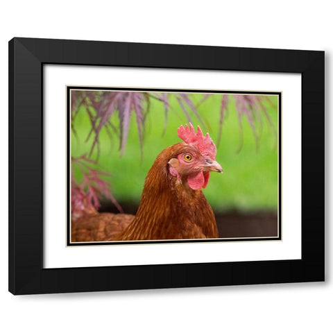 Washington State-ISA Brown chicken Black Modern Wood Framed Art Print with Double Matting by Wild, Jamie and Judy