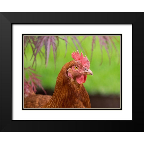 Washington State-ISA Brown chicken Black Modern Wood Framed Art Print with Double Matting by Wild, Jamie and Judy