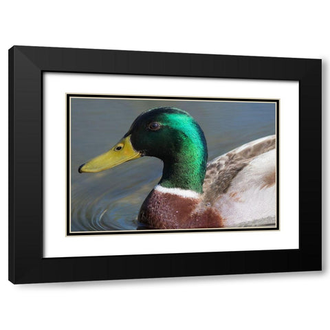 Washington State-Redmond-Lake Sammamish Male mallard duck Black Modern Wood Framed Art Print with Double Matting by Wild, Jamie and Judy