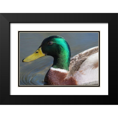 Washington State-Redmond-Lake Sammamish Male mallard duck Black Modern Wood Framed Art Print with Double Matting by Wild, Jamie and Judy
