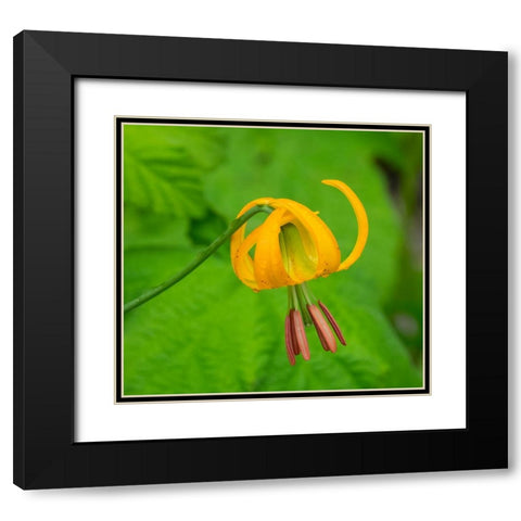 Washington State-Central Cascades-Columbia Tiger Lily wildflower Black Modern Wood Framed Art Print with Double Matting by Wild, Jamie and Judy