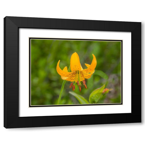 Washington State-Central Cascades-Columbia Tiger Lily wildflower Black Modern Wood Framed Art Print with Double Matting by Wild, Jamie and Judy