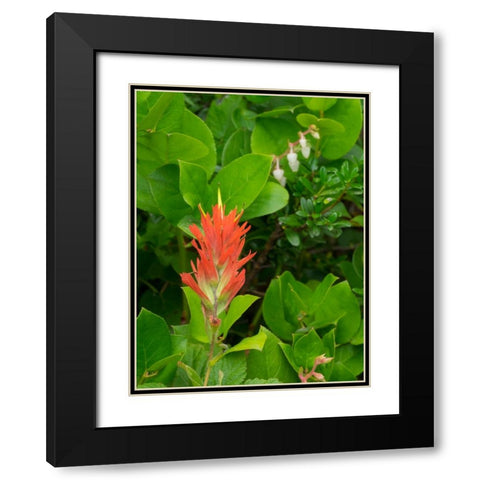 Washington State-Central Cascades-Magenta Paintbrush Black Modern Wood Framed Art Print with Double Matting by Wild, Jamie and Judy