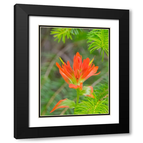 Washington State-Central Cascades-Magenta Paintbrush Black Modern Wood Framed Art Print with Double Matting by Wild, Jamie and Judy