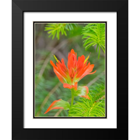Washington State-Central Cascades-Magenta Paintbrush Black Modern Wood Framed Art Print with Double Matting by Wild, Jamie and Judy