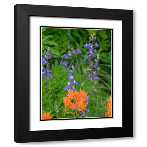 Washington State-Central Cascades-Hairy Paintbrush and Subalpine Lupine Black Modern Wood Framed Art Print with Double Matting by Wild, Jamie and Judy