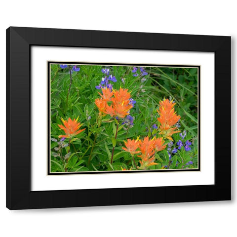 Washington State-Central Cascades-Hairy Paintbrush and Subalpine Lupine Black Modern Wood Framed Art Print with Double Matting by Wild, Jamie and Judy