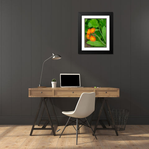 Washington State-Central Cascades-Orange Hawkweed-Hieracium aurantiacum Black Modern Wood Framed Art Print with Double Matting by Wild, Jamie and Judy