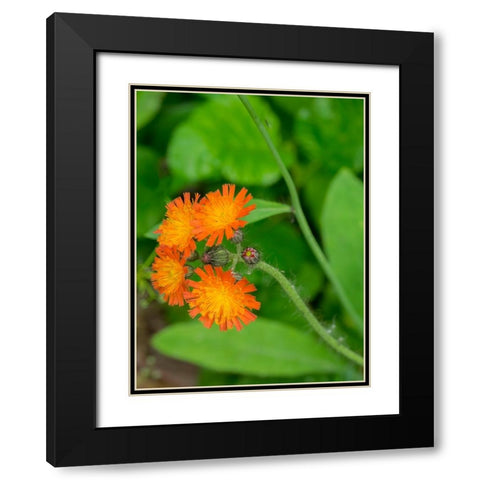 Washington State-Central Cascades-Orange Hawkweed-Hieracium aurantiacum Black Modern Wood Framed Art Print with Double Matting by Wild, Jamie and Judy