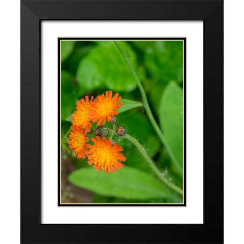 Washington State-Central Cascades-Orange Hawkweed-Hieracium aurantiacum Black Modern Wood Framed Art Print with Double Matting by Wild, Jamie and Judy