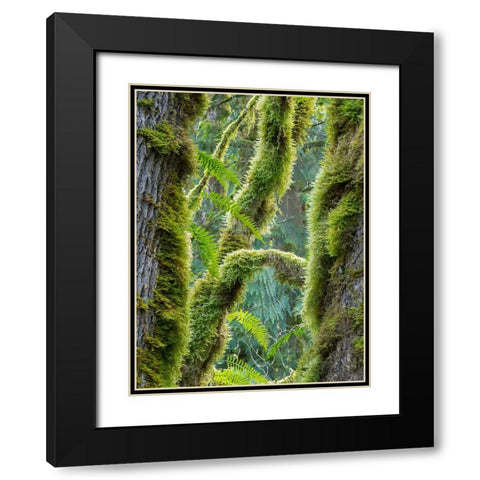 Washington State-Tiger Mountain-Moss covered fir trees Black Modern Wood Framed Art Print with Double Matting by Wild, Jamie and Judy