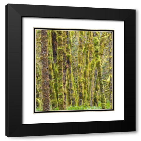 Washington State-Central Cascades-Moss covered Red Alder forest Black Modern Wood Framed Art Print with Double Matting by Wild, Jamie and Judy