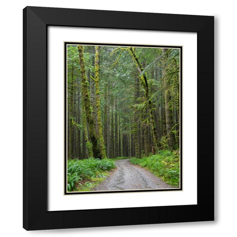 Washington State-Central Cascades-Forest Road 5620-Moss covered Red Alder forest Black Modern Wood Framed Art Print with Double Matting by Wild, Jamie and Judy