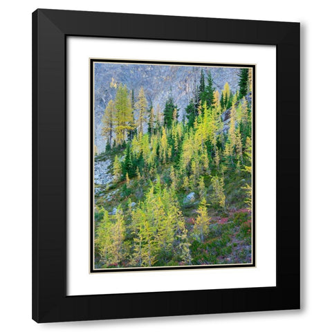Washington State-North Cascades-Larch and Fir Trees Black Modern Wood Framed Art Print with Double Matting by Wild, Jamie and Judy