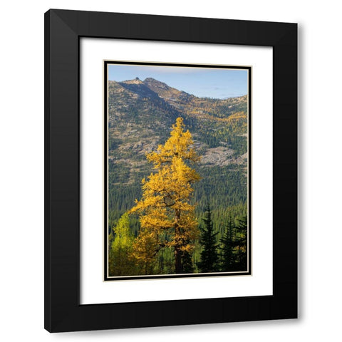 Washington State-North Cascades-Golden larch tree Black Modern Wood Framed Art Print with Double Matting by Wild, Jamie and Judy