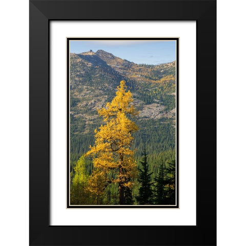 Washington State-North Cascades-Golden larch tree Black Modern Wood Framed Art Print with Double Matting by Wild, Jamie and Judy