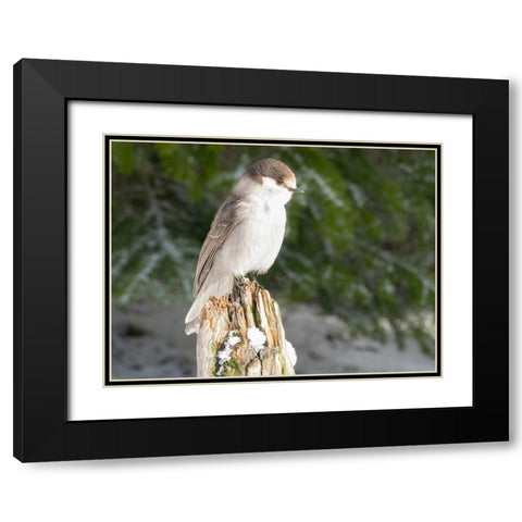 Washington State-Tiger Mountain Gray jay Black Modern Wood Framed Art Print with Double Matting by Wild, Jamie and Judy