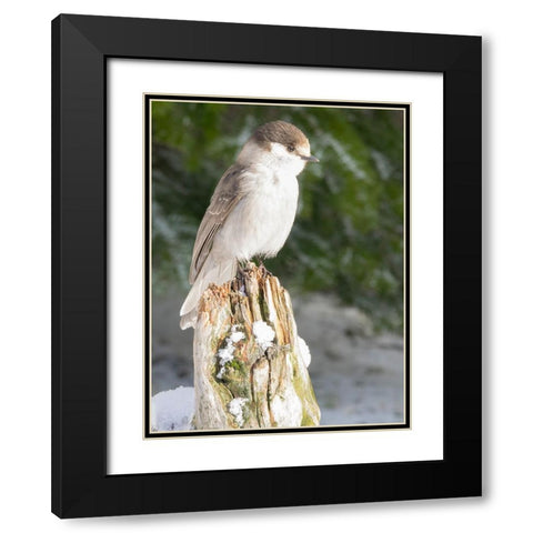 Washington State-Tiger Mountain Gray jay Black Modern Wood Framed Art Print with Double Matting by Wild, Jamie and Judy