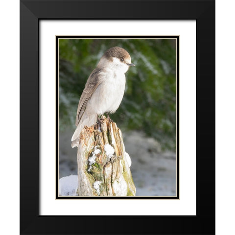 Washington State-Tiger Mountain Gray jay Black Modern Wood Framed Art Print with Double Matting by Wild, Jamie and Judy