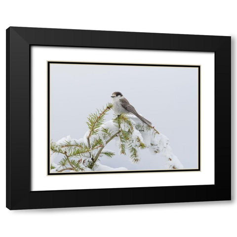 Washington State-Tiger Mountain Gray jay Black Modern Wood Framed Art Print with Double Matting by Wild, Jamie and Judy