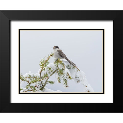 Washington State-Tiger Mountain Gray jay Black Modern Wood Framed Art Print with Double Matting by Wild, Jamie and Judy