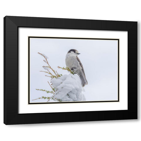 Washington State-Tiger Mountain Gray jay Black Modern Wood Framed Art Print with Double Matting by Wild, Jamie and Judy