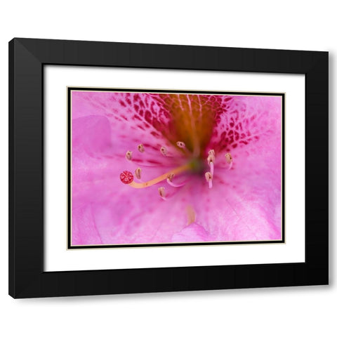 Washington State-Rhododendron Flower Black Modern Wood Framed Art Print with Double Matting by Wild, Jamie and Judy
