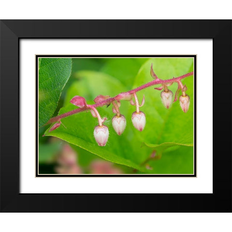 Washington State-Salal flowers Black Modern Wood Framed Art Print with Double Matting by Wild, Jamie and Judy