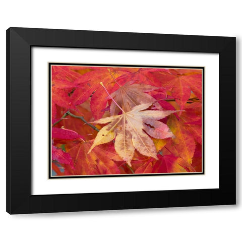 Washington State-Maple leaves Black Modern Wood Framed Art Print with Double Matting by Wild, Jamie and Judy