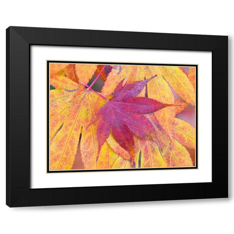 Washington State-Maple leaves Black Modern Wood Framed Art Print with Double Matting by Wild, Jamie and Judy
