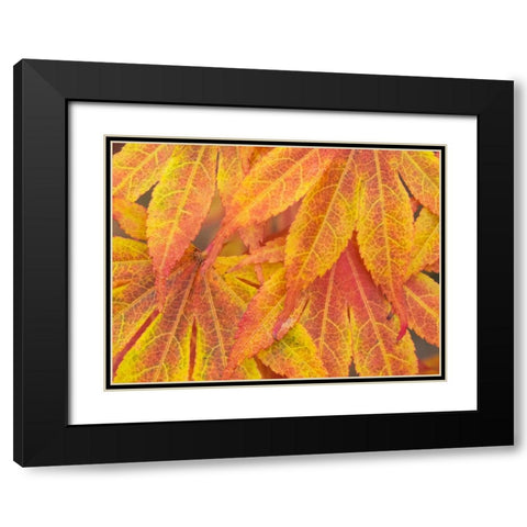 Washington State-Maple leaves Black Modern Wood Framed Art Print with Double Matting by Wild, Jamie and Judy