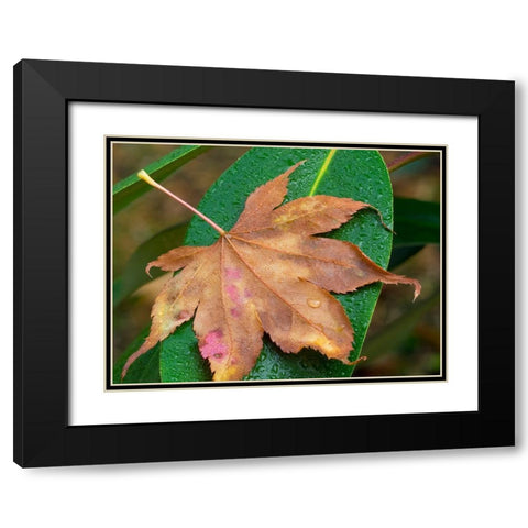 Washington State-Maple Leaf with dew drops Black Modern Wood Framed Art Print with Double Matting by Wild, Jamie and Judy