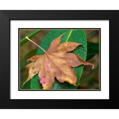 Washington State-Maple Leaf with dew drops Black Modern Wood Framed Art Print with Double Matting by Wild, Jamie and Judy