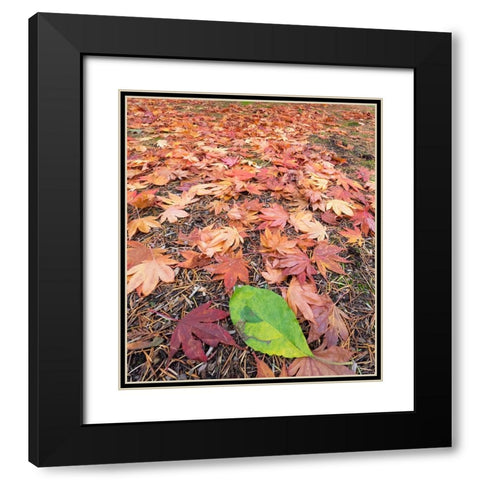 Washington State-Autumn colored maple leaves with green red alder leaf Black Modern Wood Framed Art Print with Double Matting by Wild, Jamie and Judy