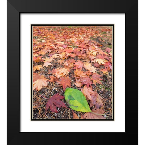 Washington State-Autumn colored maple leaves with green red alder leaf Black Modern Wood Framed Art Print with Double Matting by Wild, Jamie and Judy