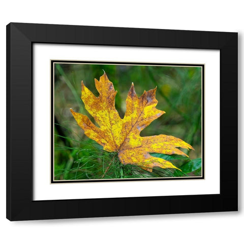 Washington State Bigleaf maple leaf Black Modern Wood Framed Art Print with Double Matting by Wild, Jamie and Judy