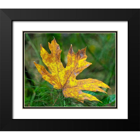 Washington State Bigleaf maple leaf Black Modern Wood Framed Art Print with Double Matting by Wild, Jamie and Judy