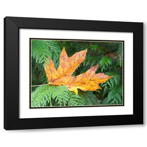 Washington State Bigleaf maple leaf Black Modern Wood Framed Art Print with Double Matting by Wild, Jamie and Judy