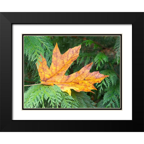 Washington State Bigleaf maple leaf Black Modern Wood Framed Art Print with Double Matting by Wild, Jamie and Judy