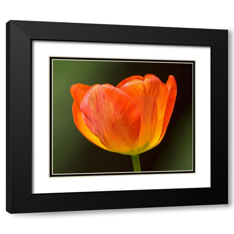 Washington State-Tulip close-up Black Modern Wood Framed Art Print with Double Matting by Wild, Jamie and Judy