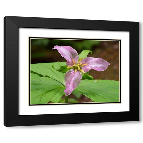 Washington State-Mount Baker-Snoqualmie National Forest-trillium close-up Black Modern Wood Framed Art Print with Double Matting by Wild, Jamie and Judy