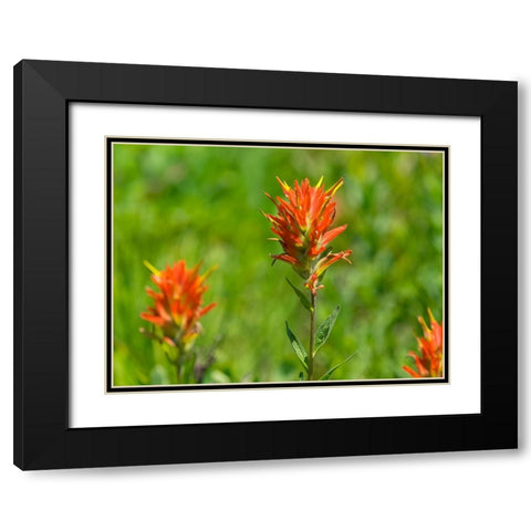 Washington State-Mount Rainier National Park Magenta Paintbrush Black Modern Wood Framed Art Print with Double Matting by Wild, Jamie and Judy