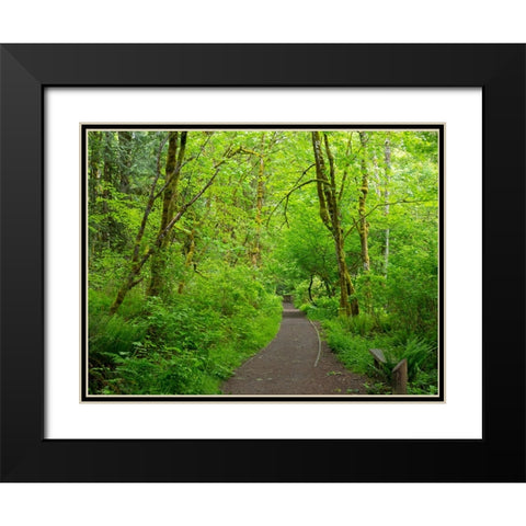 Washington State-Tiger Mountain trail Black Modern Wood Framed Art Print with Double Matting by Wild, Jamie and Judy