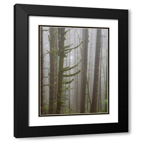 Washington State-Tiger Mountain-Trees in fog Black Modern Wood Framed Art Print with Double Matting by Wild, Jamie and Judy